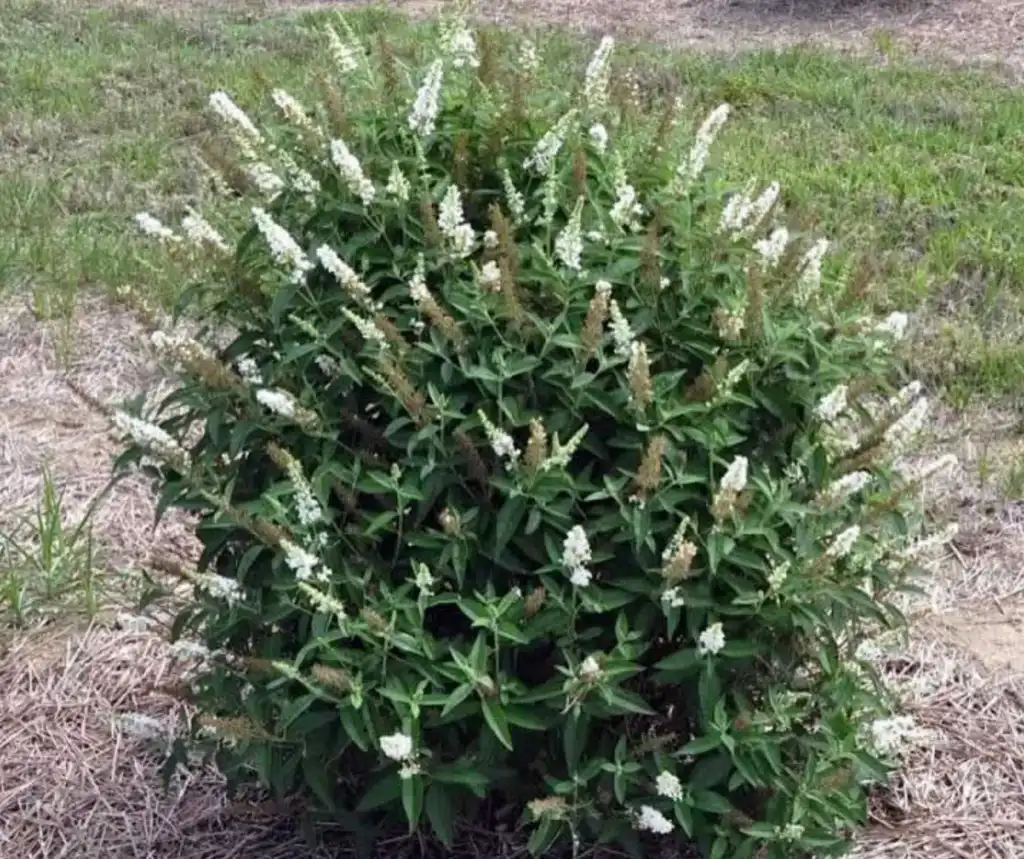 Фото Buddleja 'Miss Pearl' (Buddleja 'Miss Pearl's)