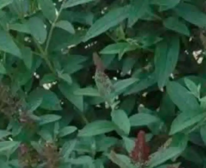 Photo of Buddleja 'Miss Ruby' (Buddleja 'Miss Ruby's)