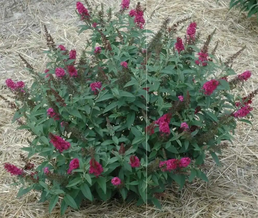 Photo of Buddleja 'Miss Ruby' (Buddleja 'Miss Ruby's)