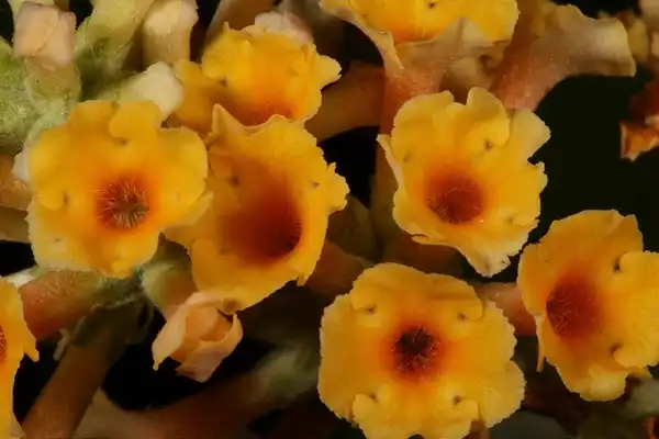 Photo of Buddleja x weyeriana (Buddleja x weyerianas)