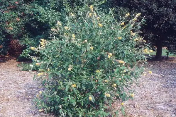 Photo of Buddleja x weyeriana (Buddleja x weyerianas)
