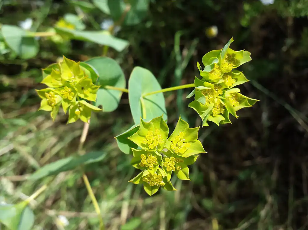 Foto de Bupleurum rotundifolium (Bupleurum rotundifoliums)