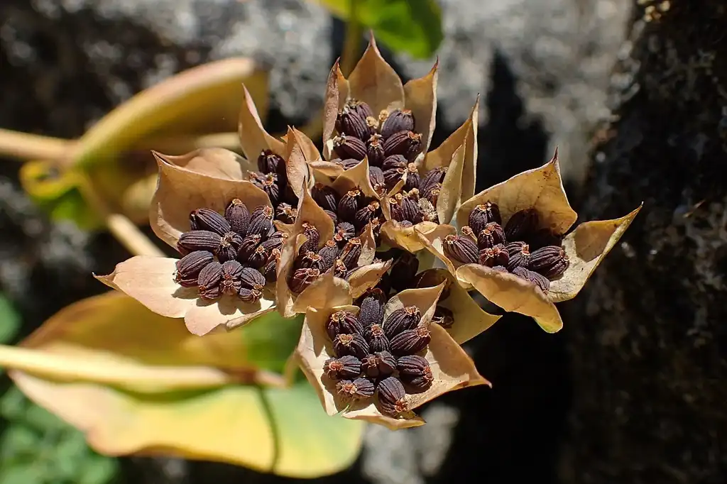 Foto de Bupleurum rotundifolium (Bupleurum rotundifoliums)