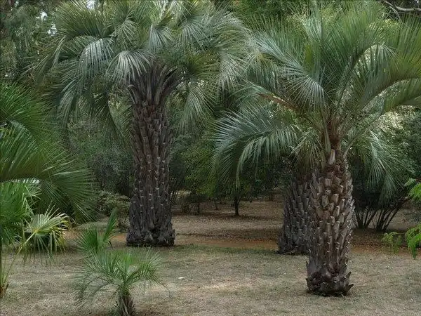 Photo of Butia capitata (Butia capitatas)
