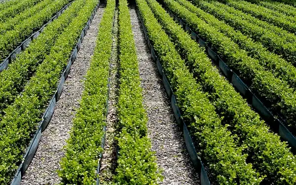 Foto de Buxus 'Green Gem' (Buxus 'Green Gem's)