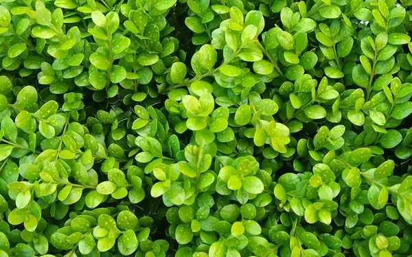 Foto de Buxus 'Green Gem' (Buxus 'Green Gem's)