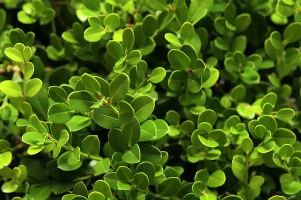 Foto de Buxus 'Green Mountain' (Buxus 'Green Mountain's)