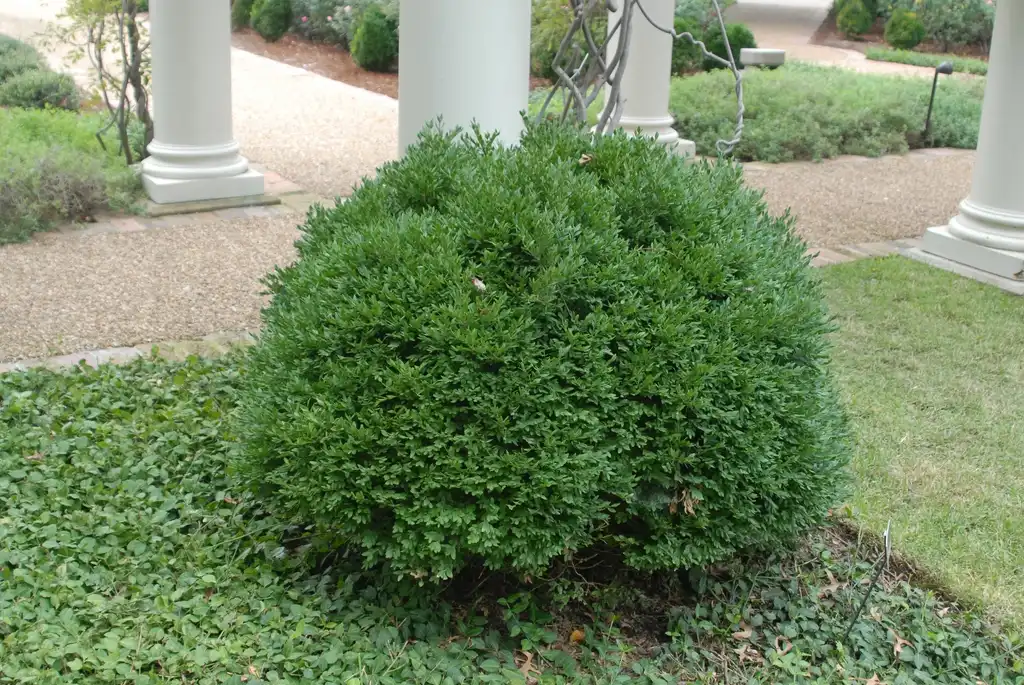 Фото Buxus 'Green Velvet' (Buxus 'Green Velvet's)