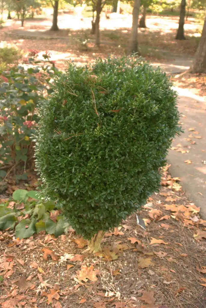 Foto de Buxus harlandii (Buxus harlandiis)