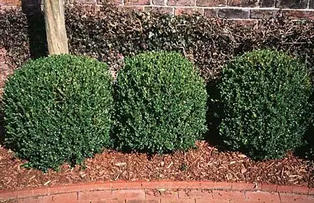 Foto de Buxus microphylla var. japonica (Buxus microphylla var. japonicas)