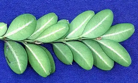 Foto de Buxus microphylla var. japonica (Buxus microphylla var. japonicas)