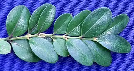 Foto de Buxus microphylla var. japonica - :