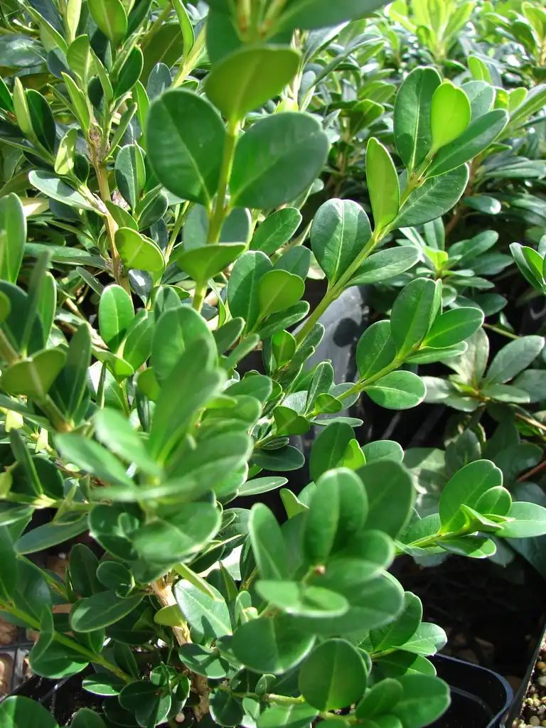 Foto de Buxus microphylla var. japonica - Branches:Forest and Kim Starr
