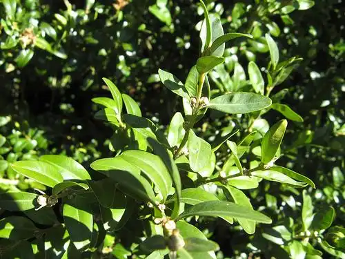 Foto de Buxus sempervirens 'Arborescens' (Buxus sempervirens 'Arborescens's)