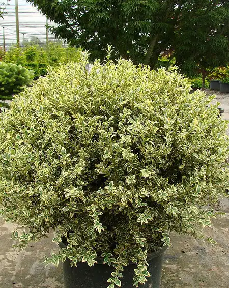 Foto de Buxus sempervirens 'Aureovariegata' (Buxus sempervirens 'Aureovariegata's)