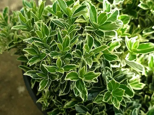 Photo of Buxus sempervirens 'Elegantissima' (Buxus sempervirens 'Elegantissima's)