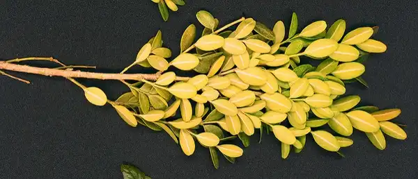 Foto de Buxus sempervirens 'Suffruticosa' (Buxus sempervirens 'Suffruticosa's)