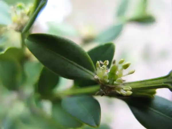 Photo of Buxus sempervirens (Buxus sempervirenss)