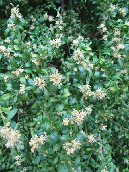 Photo of Buxus sempervirens (Buxus sempervirenss)