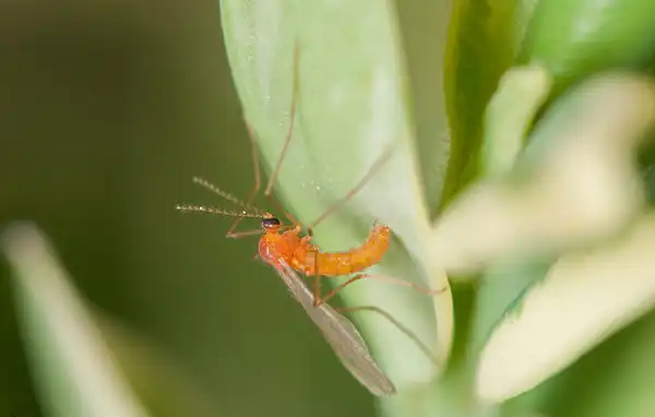 Photo of Buxus sempervirens - Boxwood leafminer adult:Matt Bertone