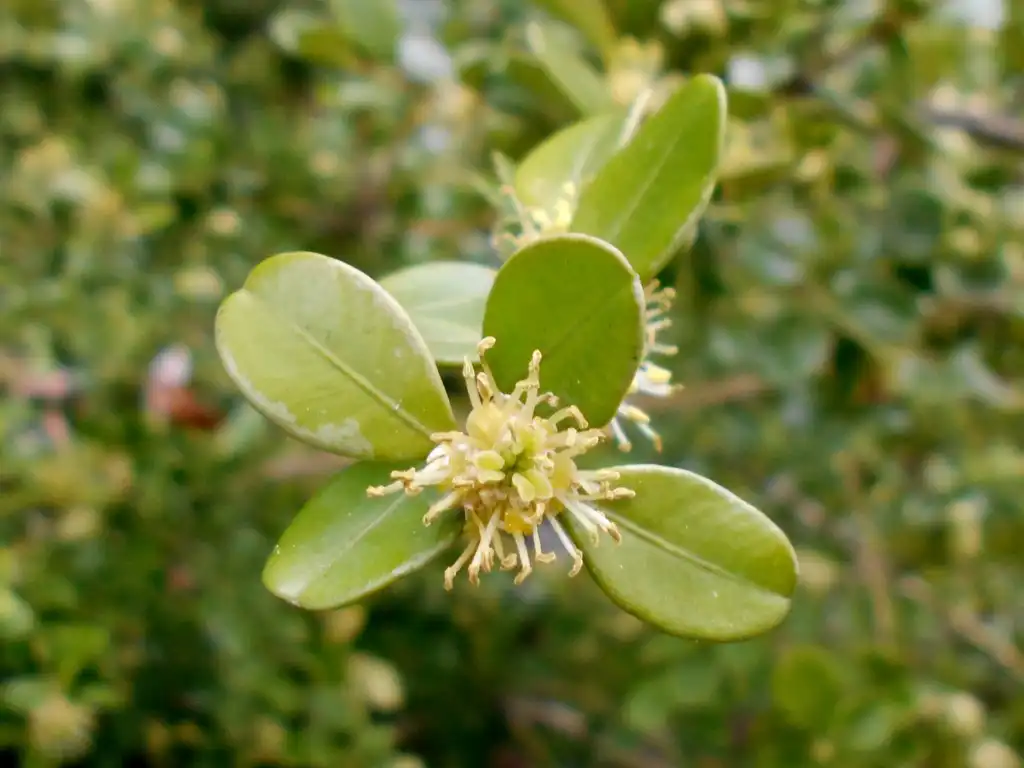 Photo of Buxus sinica (Buxus sinicas)