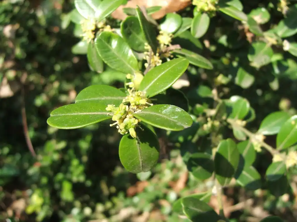Photo of Buxus sinica (Buxus sinicas)