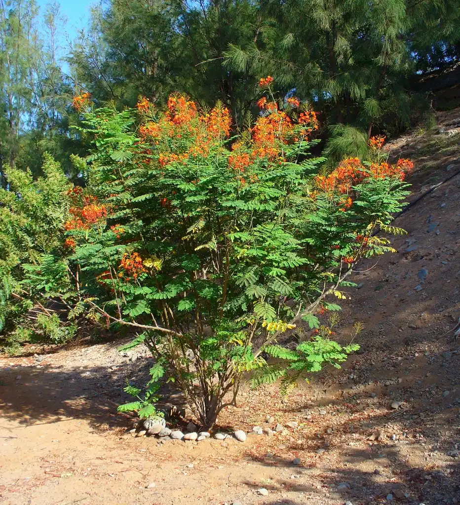Photo of Caesalpinia pulcherrima (Caesalpinia pulcherrimas)