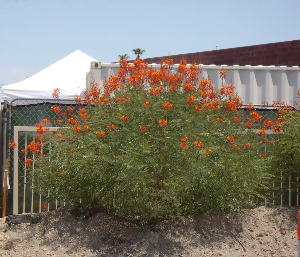 Photo of Caesalpinia pulcherrima (Caesalpinia pulcherrimas)
