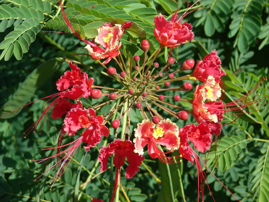 Photo of Caesalpinia pulcherrima - Fruit and Flower:Jim Robbins