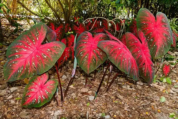 Фото Caladium bicolor (Caladium bicolors)