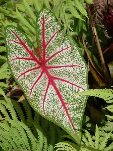 Фото Caladium bicolor (Caladium bicolors)