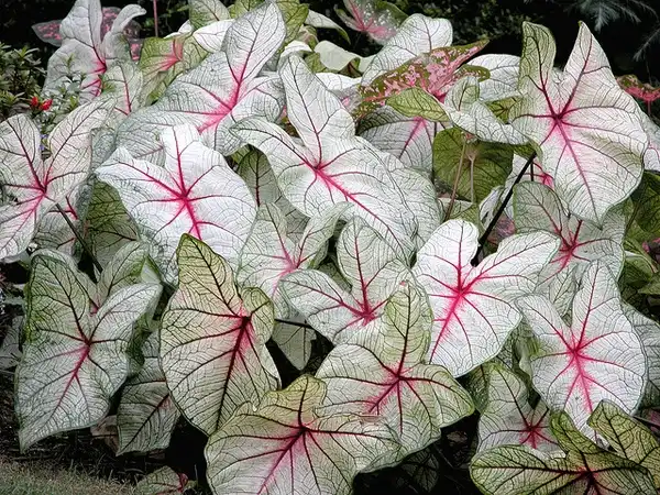 Фото Caladium bicolor - :Carl Lewis