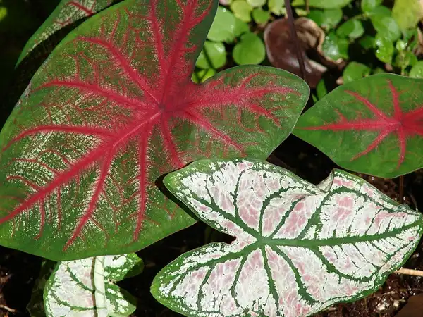 Фото Caladium bicolor - :Forest and Kim Starr