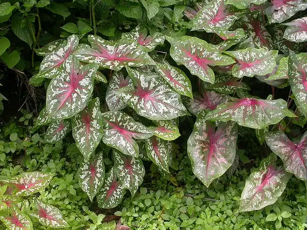 Фото Caladium bicolor - :Scamberdale