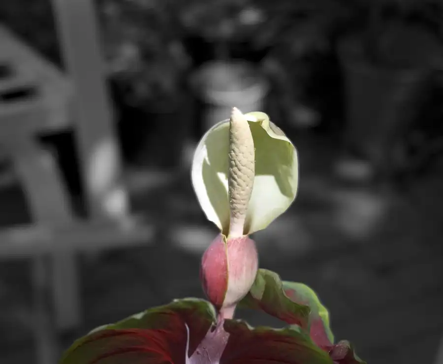 Фото Caladium bicolor - Flower spadix:Doug Wertman