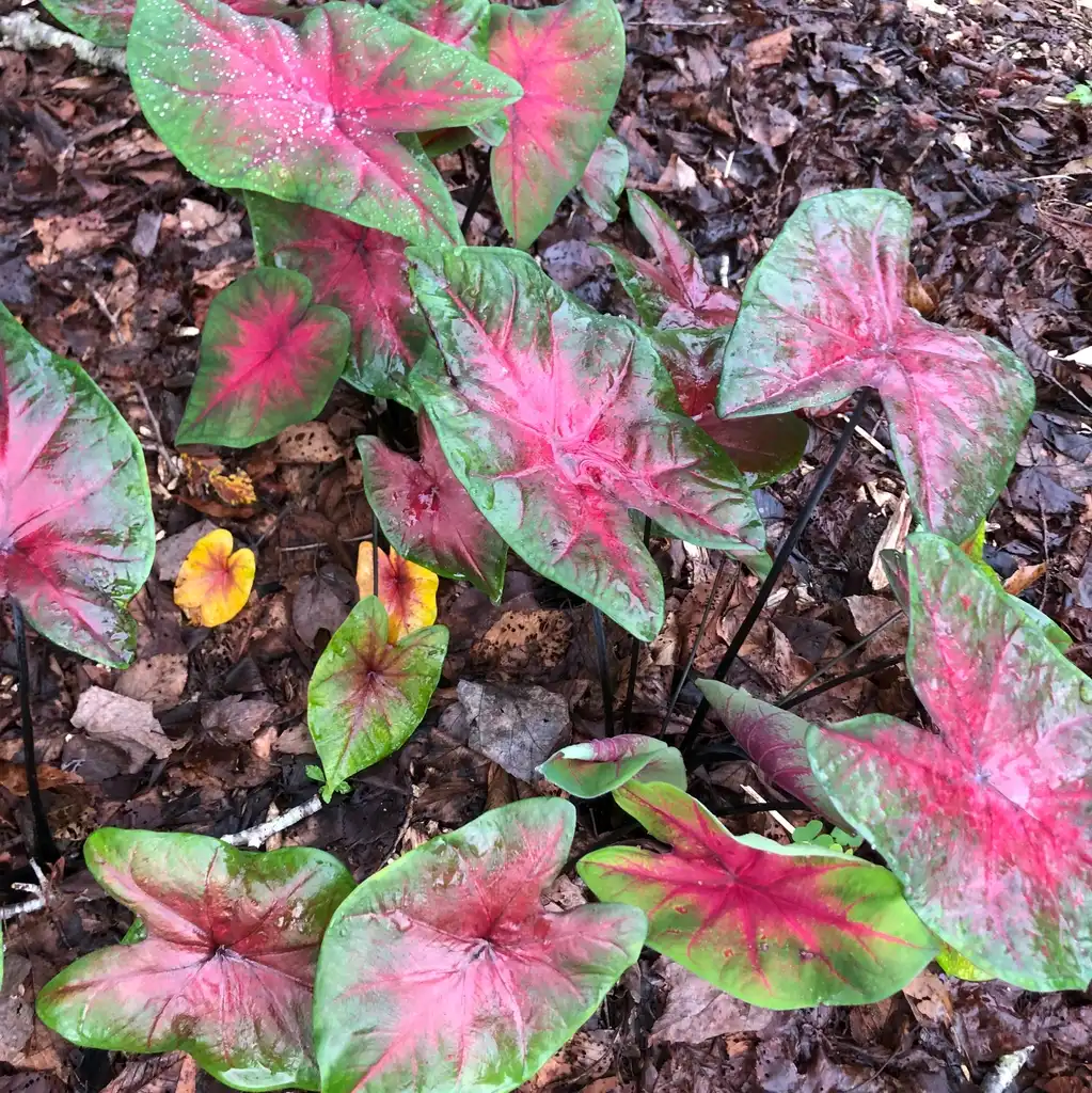 Фото Caladium bicolor - Leaves (Wake County,NC)-Mid Fall:Cathy Dewitt