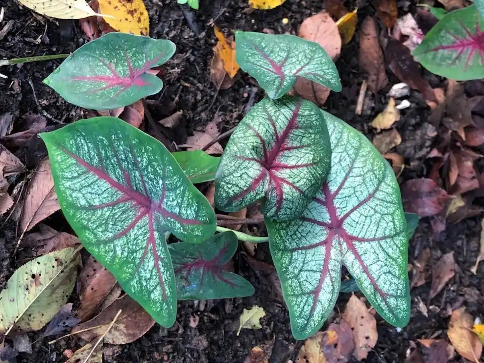 Photo of Caladium (Caladiums)