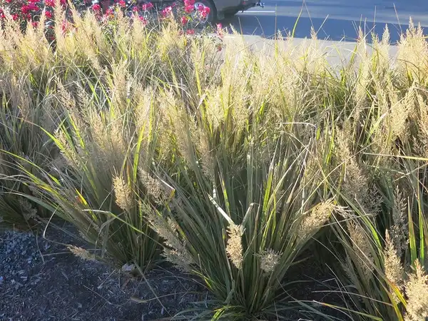 Foto de Calamagrostis brachytricha (Calamagrostis brachytrichas)