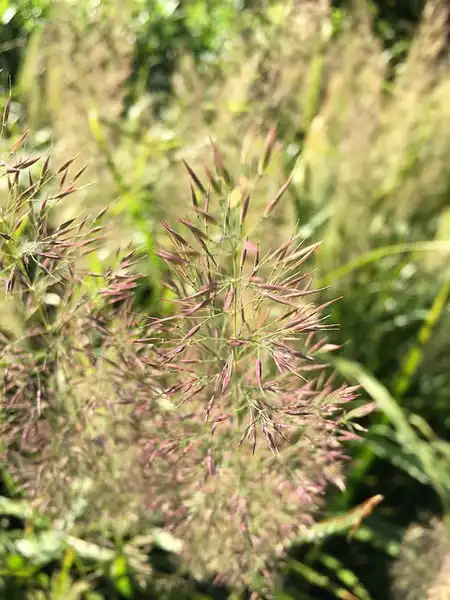 Foto de Calamagrostis brachytricha (Calamagrostis brachytrichas)