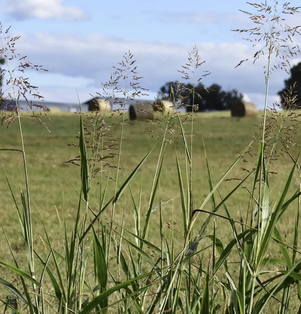 Photo of Calamagrostis canescens (Calamagrostis canescenss)