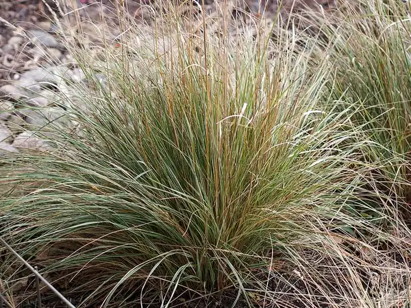 Photo of Calamagrostis x acutiflora (Calamagrostis x acutifloras)