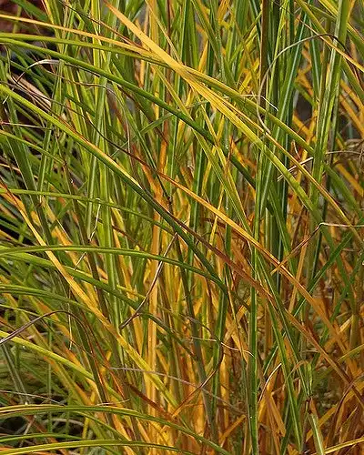Photo of Calamagrostis x acutiflora (Calamagrostis x acutifloras)