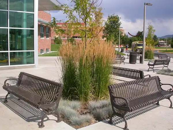 Photo of Calamagrostis x acutiflora - :F. D. Richards