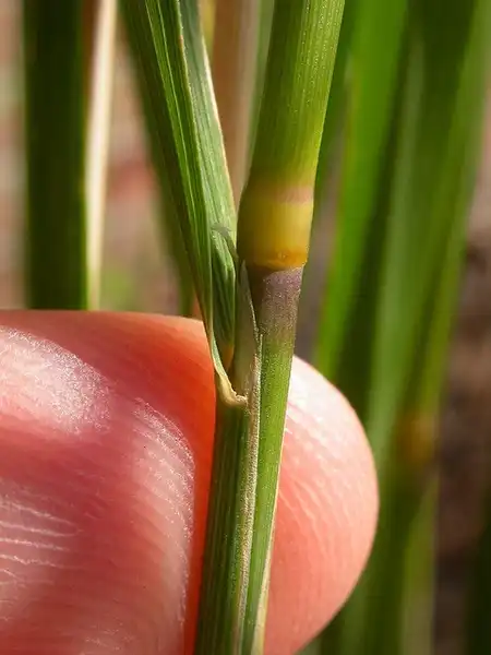 Photo of Calamagrostis x acutiflora - :F. D. Richards
