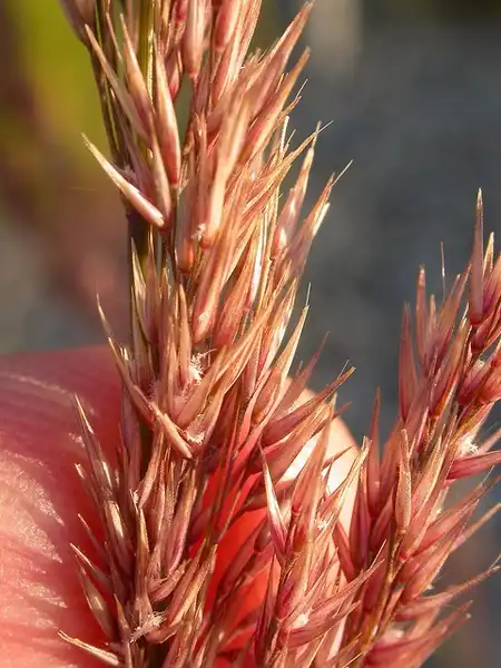 Photo of Calamagrostis x acutiflora - :F. D. Richards