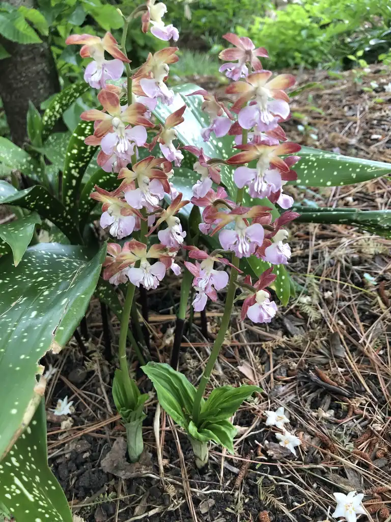 Foto de Calanthe 'Kozu Spice' (Calanthe 'Kozu Spice's)