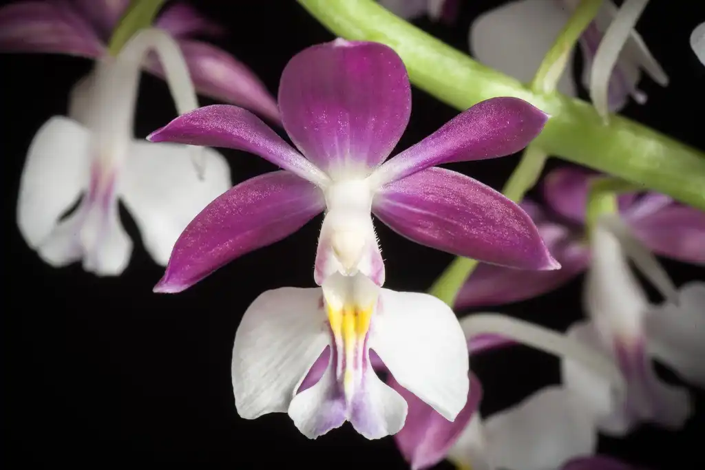 Foto de Calanthe 'Kozu Spice' (Calanthe 'Kozu Spice's)