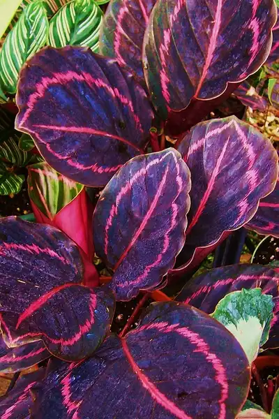 Foto de Calathea picturata (Calathea picturatas)