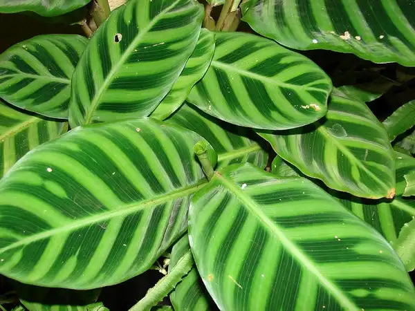 Foto de Calathea picturata - Calathea picturata:Forest and Kim Starr