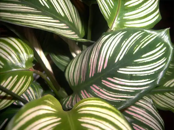 Foto de Calathea picturata - Calathea picturata:Roxana